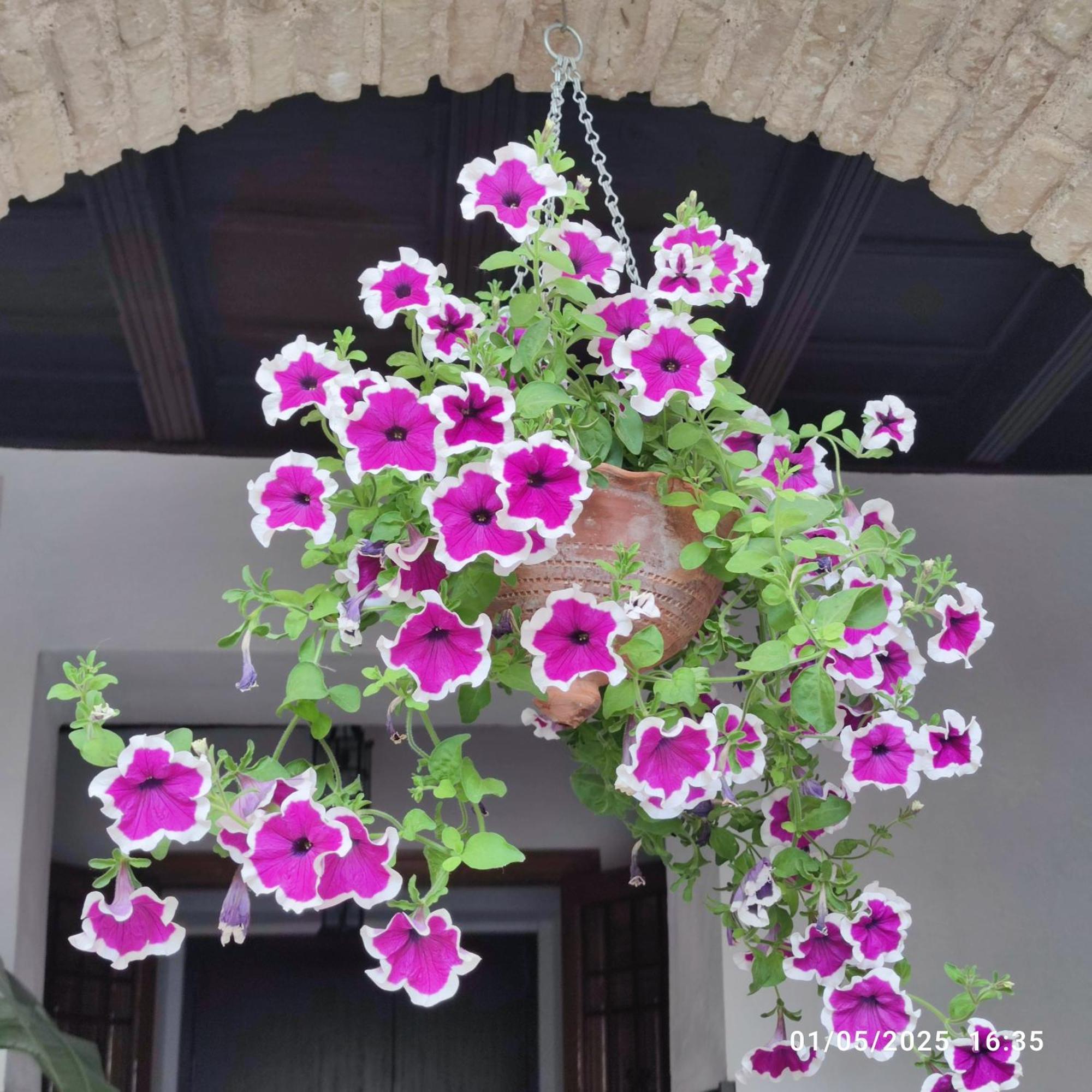 דירות קורדובה El Patio De Regina מראה חיצוני תמונה