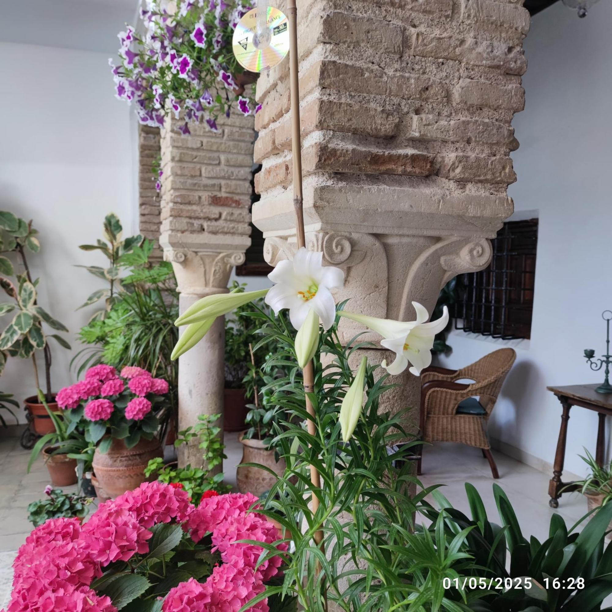 דירות קורדובה El Patio De Regina מראה חיצוני תמונה
