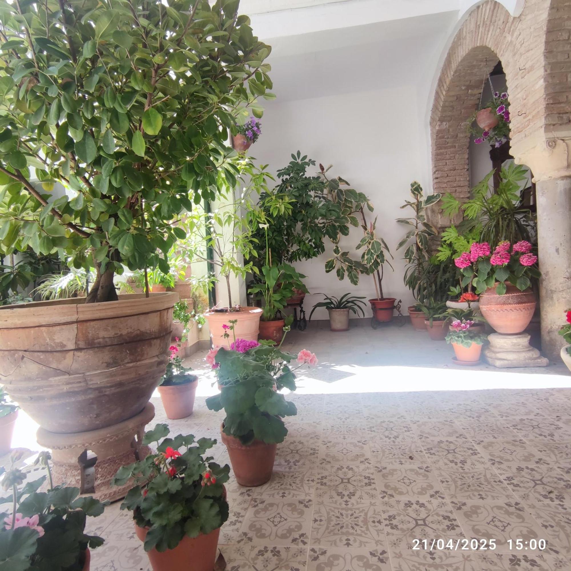 דירות קורדובה El Patio De Regina מראה חיצוני תמונה